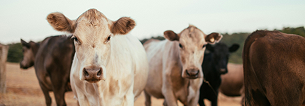 Cattle grazing listing