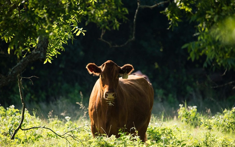 livestock