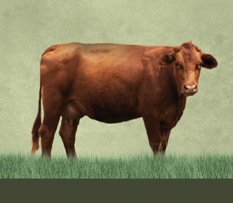 MicrosoftTeams-image (120)