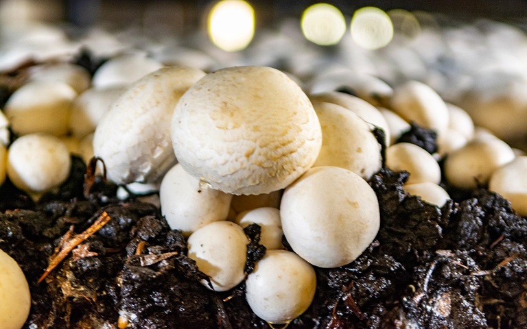 mushroom-insect-control