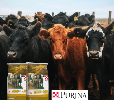 Purina Giveaway LP mobile